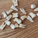 broken teethon a wooden brown table